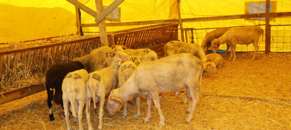 MUDANYA KURBAN PAZARI YENİ YERİNDE